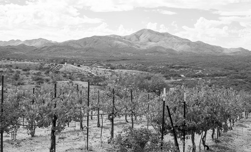 Wine Tour